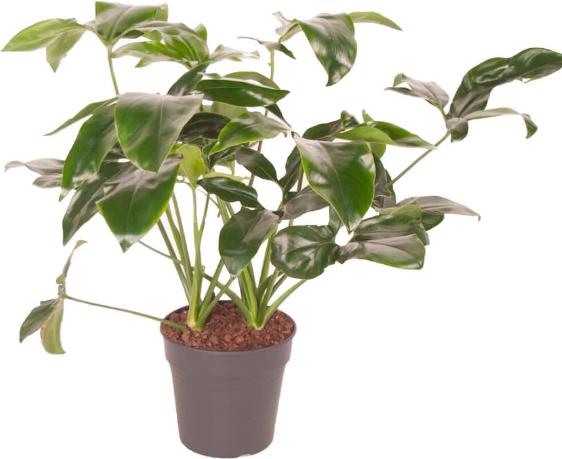 Produktbild Fresca-Plant Philodendron Green Wonder Mix (24 cm)