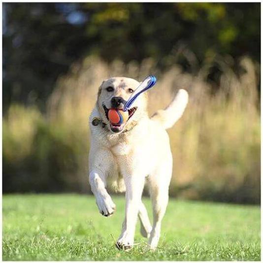 Image du produit Chuckit! ChuckIt Ultra Tug piłka dla psa średnia (Jouet à mâcher pour chien)