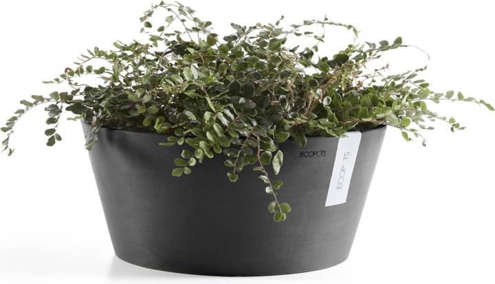 Actual product image Ecopots Frankfurt (50 cm)