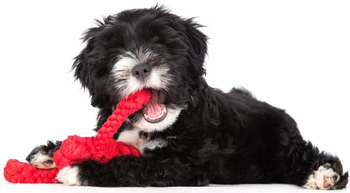 Immagine prodotto Laboni Hugo Hummer (Reperimento, Gioco da masticare per cani, Cucciolata di cane giocattolo)