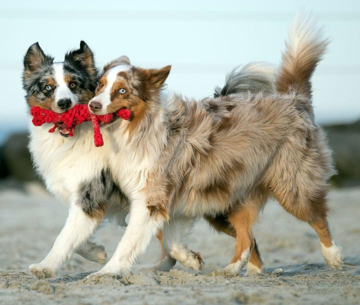 Immagine prodotto Laboni Hugo Hummer (Reperimento, Gioco da masticare per cani, Cucciolata di cane giocattolo)