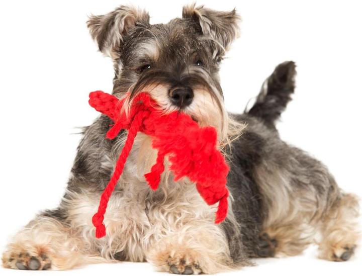 Immagine prodotto Laboni Hugo Hummer (Reperimento, Gioco da masticare per cani, Cucciolata di cane giocattolo)