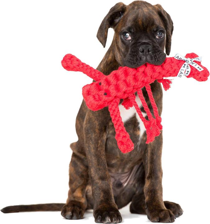 Immagine prodotto Laboni Hugo Hummer (Reperimento, Gioco da masticare per cani, Cucciolata di cane giocattolo)
