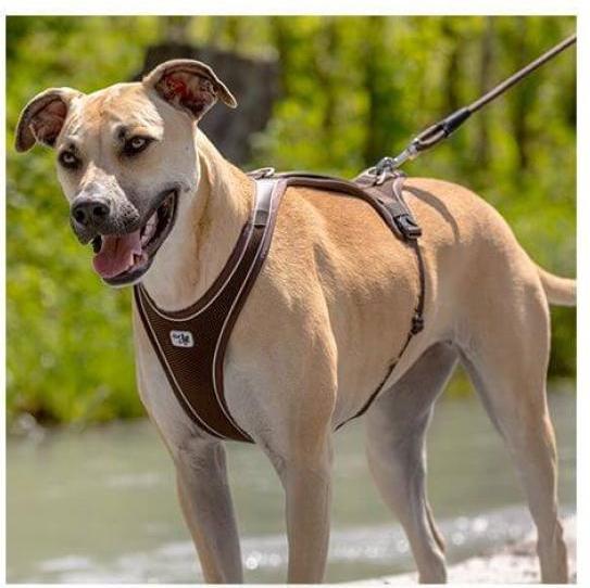 Image du produit Curli Harnais Belka Comfort noir XS (XS, Chien, Promenade)