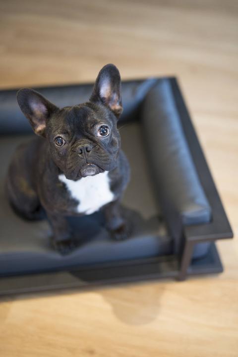 Actual product image Laboni Manhattan (Dog)