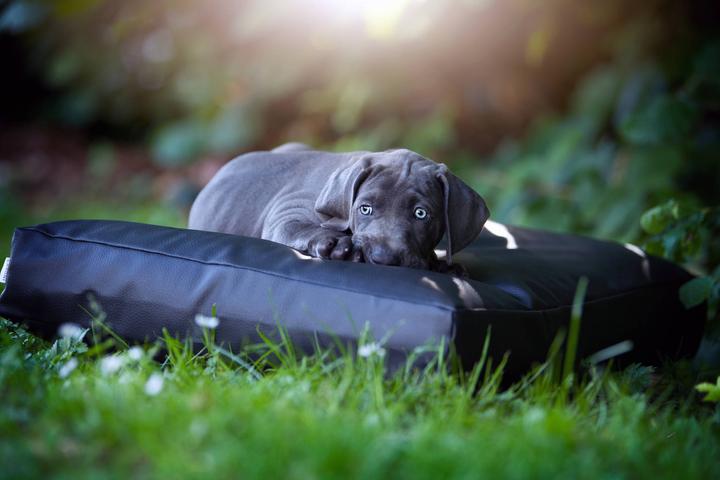 Actual product image Laboni Manhattan (Dog)