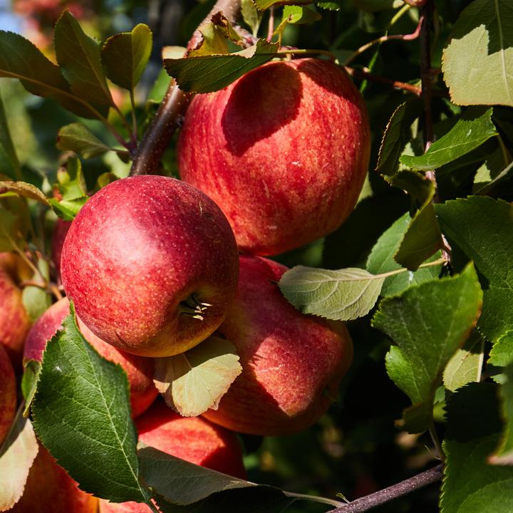 Produktbild Plant in a Box Malus 'Braeburn', Prunus avium, Pyrus 'Doyenne du Comice', Prunus domestica - 4er Mischung Obstbäum (70 cm)