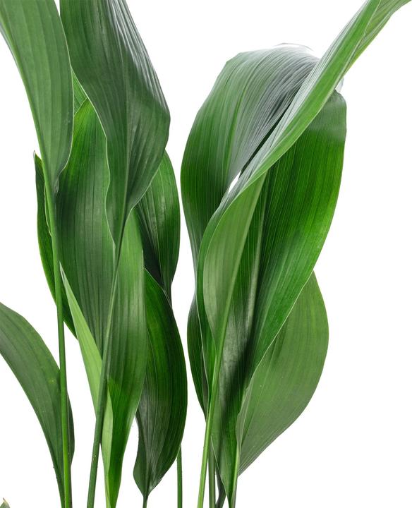 Produktbild Flowerbox Schusterpalme - Aspidistra elatior (70 cm)