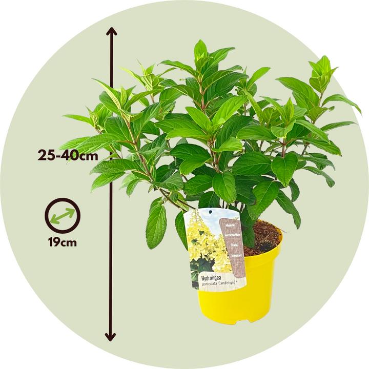 Actual product image Plant in a Box Hydrangea paniculata 'Candlelight' - set of 2 hydrangeas (25 cm)