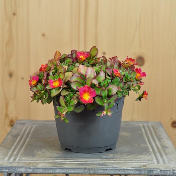 Image du produit Säntispracht Set de 3, Le pourpier annuel - Portulaca oleracea Fuchsia (20 cm)