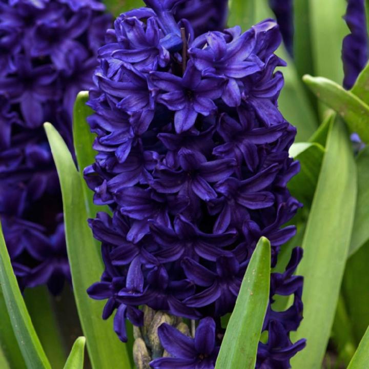 Actual product image Plant in a Box Hyacinthus Blue Trophy - set of 15 hyacinth bulbs (30 cm)