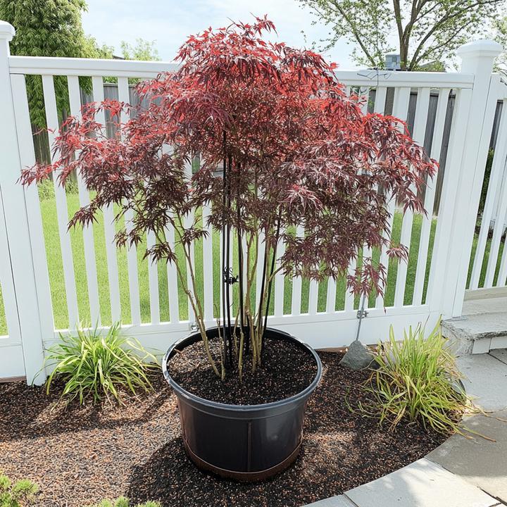 Produktbild Plant in a Box Acer palmatum 'Inaba-shidare' - Japanischer Ahorn (30 cm)