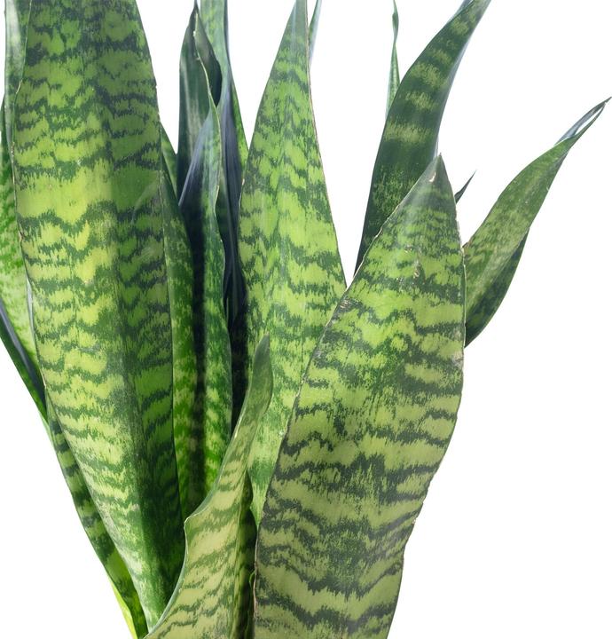 Produktbild Flowerbox Bogenhanf - Sansevieria zeylanica (65 cm)