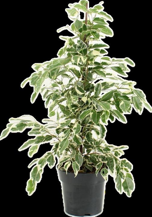 Produktbild Mahaloplants Ficus benjamina (60 cm, Frisch umgetopft)