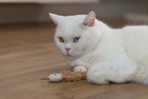 Produktbild Beeztees Katzenspielzeug Schlange Boa (Katzenminzespielzeug)