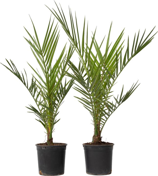Produktbild Plant in a Box Phoenix canariensis - 2er Set Kanarische Dattelpalme (50 cm)