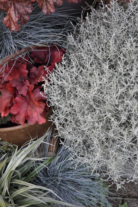 Produktbild Säntispracht Silberkopf - Calocephalus Brownii (60 cm)