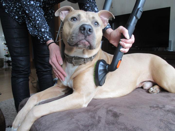 Produktbild Wessel-Werk Hundestriegel