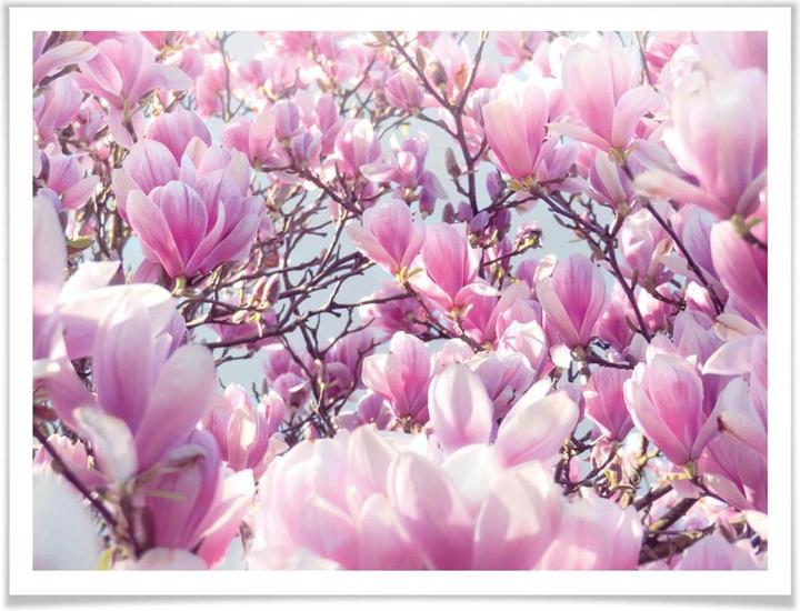 Produktbild Trenddeko Magnolienbaum (40 x 30 cm)