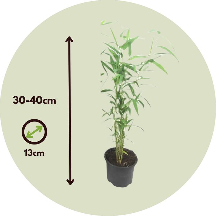 Produktbild Plant in a Box Fargesia papyrifera 'Blue Dragon' - 2er-Set Bambus (30 cm)