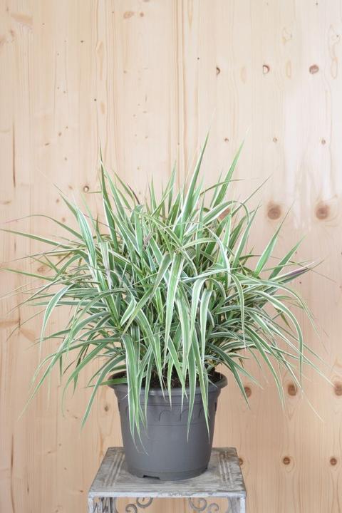 Produktbild Säntispracht Das gestreifte Pfahlrohr - Arundo donax 'Variegata Compact' (150 cm)