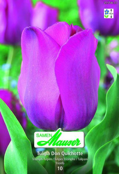 Actual product image Samen Mauser Don Quixote triumph tulip (Flower seeds)