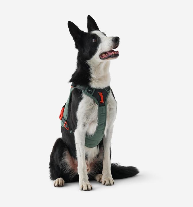 Actual product image Caperlan Hundegeschirr Wandern (S, Dog, Dog sport)