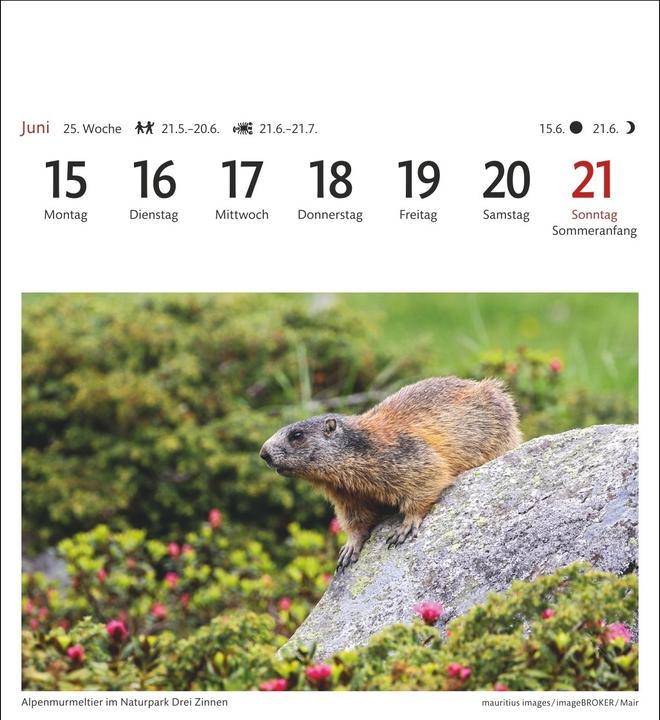 Immagine prodotto Harenberg Südtirol Sehnsuchtskalender 2026 - Wochenkalender mit 53 Postkarten (Copertina rigida, Tedesco)