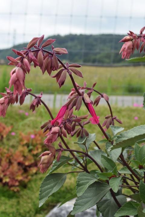 Produktbild Säntispracht Der beerenfarbige Salbei - Salvia hybrida 'Strawberry Lake' (150 cm)