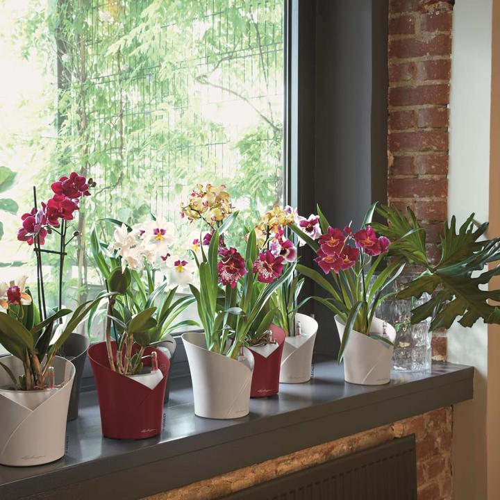 Actual product image Lechuza Orchidea (17.90 cm)
