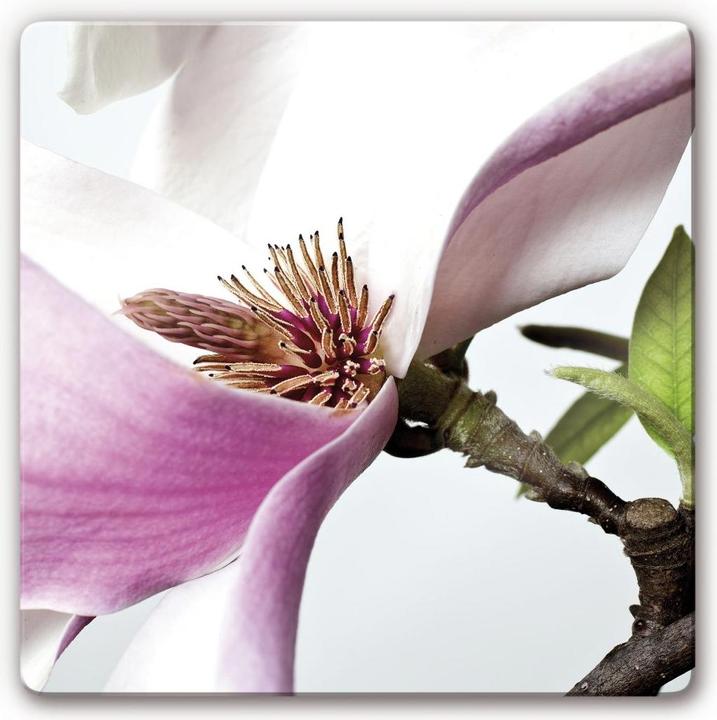 Produktbild Trenddeko Magnolie (50 x 50 cm)