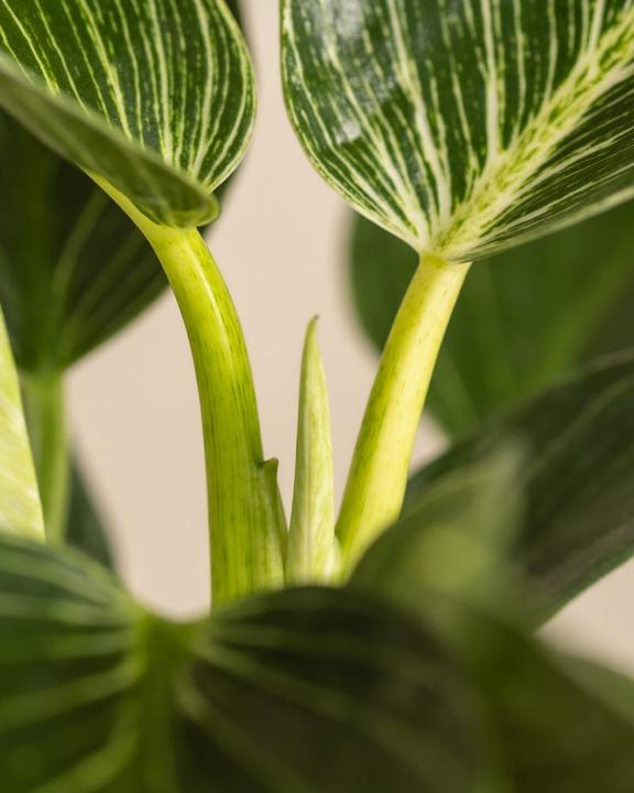 Actual product image feey Philodendron Birkin 'White Measure' (30 cm, Freshly repotted)