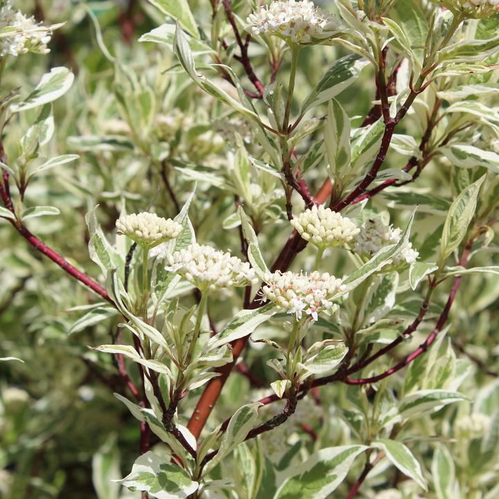Actual product image Zulauf Tatarischer Hartriegel / Cornus alba 'Elegantissima' (100 cm)