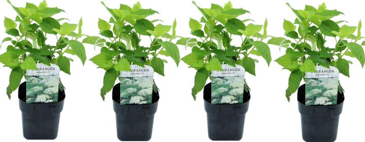 Produktbild Plant in a Box Hydrangea arborescens 'Annabelle' - 4er Set Hortensien