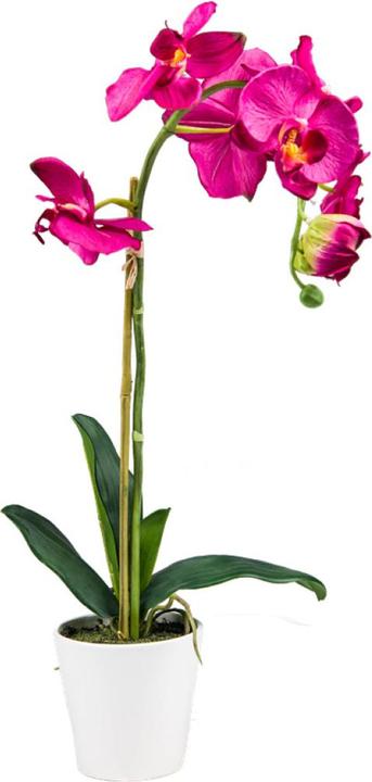 Luwatex La bellezza delle orchidee (65 cm)