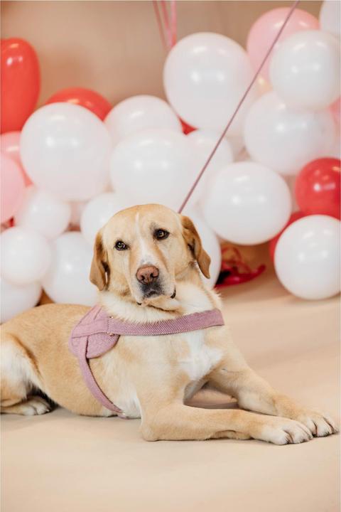 Produktbild Kentucky Dogwear Hundegeschirr Body Safe (XS, Hund, Allgemein)