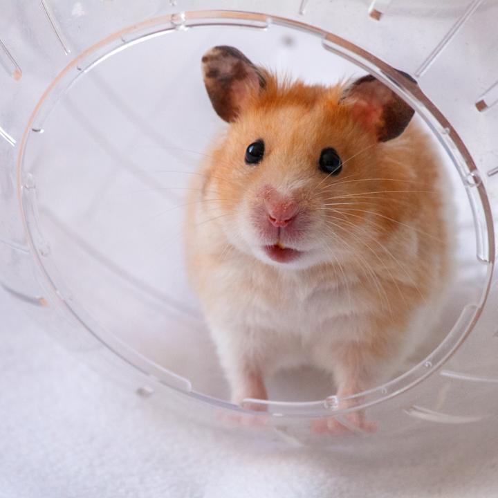 Actual product image Relaxdays Hamster ball