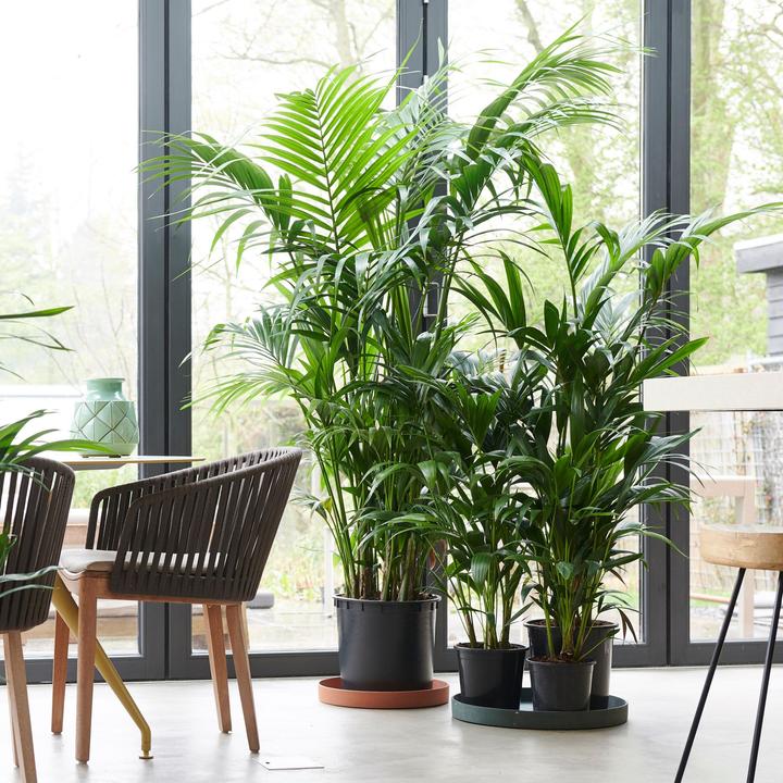 Produktbild Plant in a Box Howea Forsteriana - Kentia Palme (100 cm)