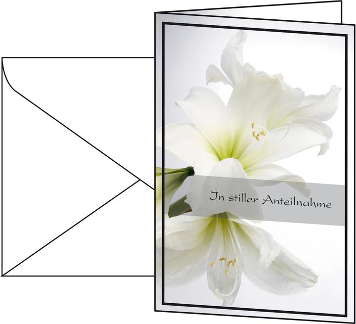 Sigel Amaryllis bianco (10 pz.)