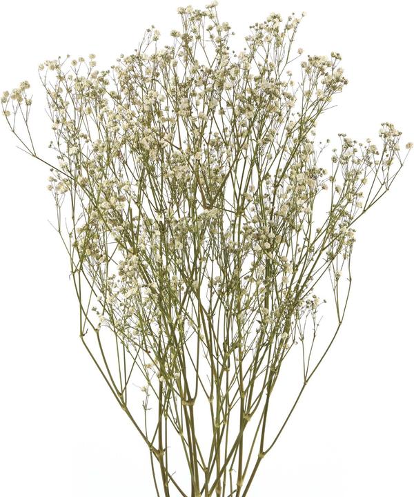 Geschenkkörbe CH Fiori secchi di Gypsophila, bianco naturale (Fiori secchi)