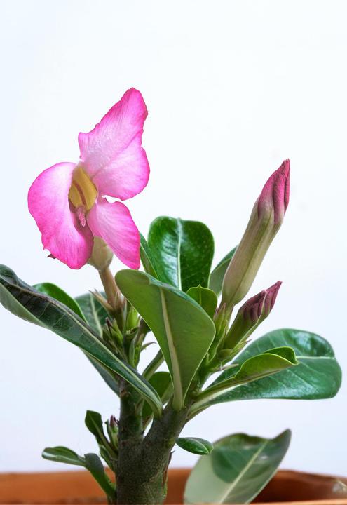Actual product image Plant in a Box Adenium Obesum - Desert Rose (25 cm)