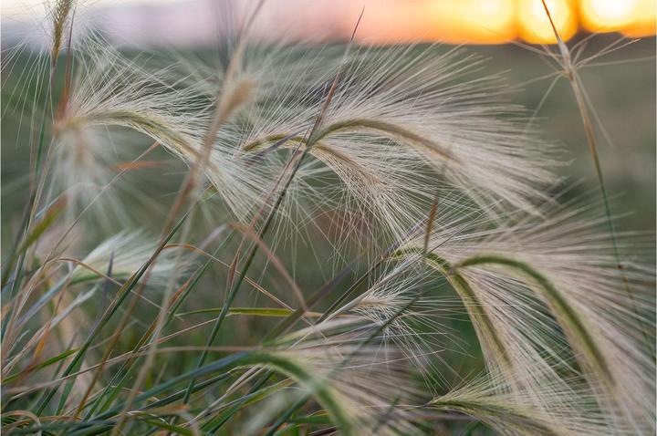 Actual product image Tokina 56mm f/1.4 ATX-M Sony E-Mount (APS-C) Plus (Sony E, APS-C / DX)
