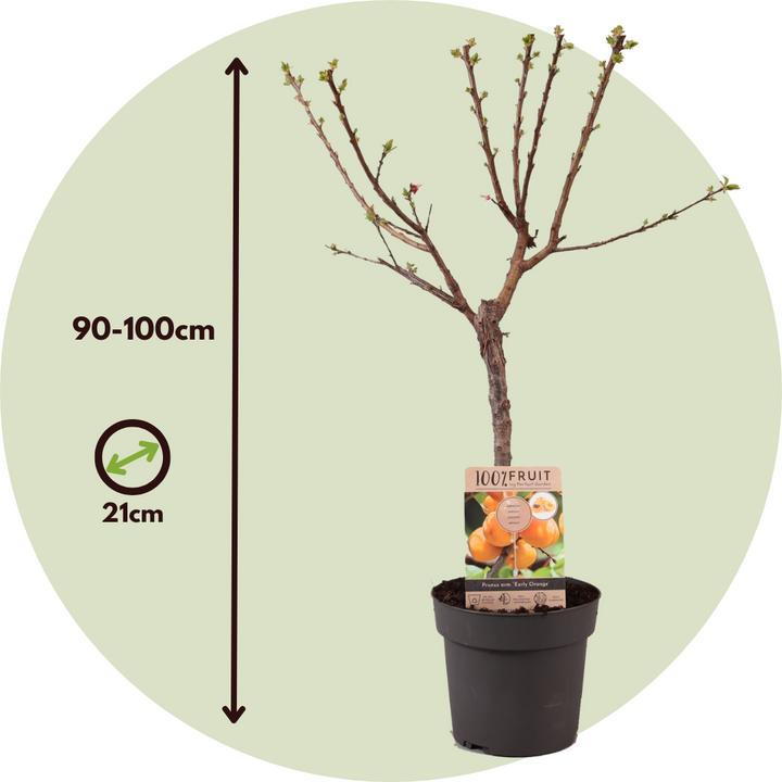 Produktbild Plant in a Box Prunus Armeniaca 'Abrikoos' - Aprikosenbaum (90 cm)