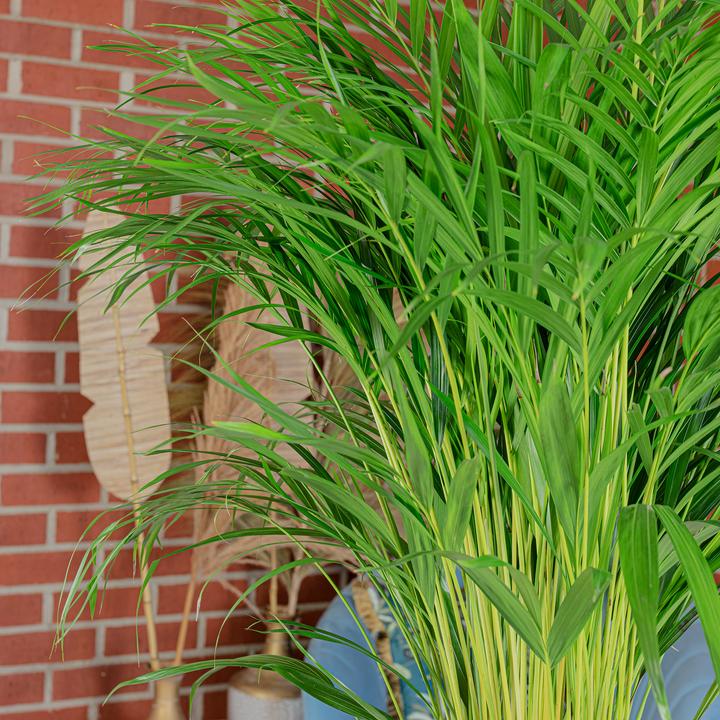 Produktbild Flowerbox Goldfruchtpalme - Areca Dypsis Lutescens (100 cm)