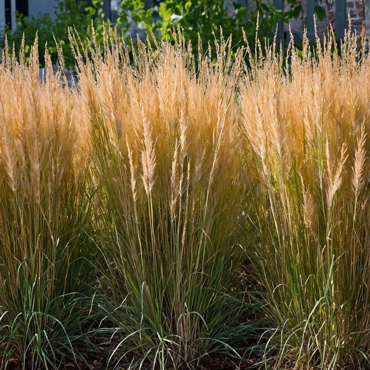 Produktbild Plant in a Box Calamagrostis x acutiflora 'Karl Foerster' - Waldstraussgras (40 cm)