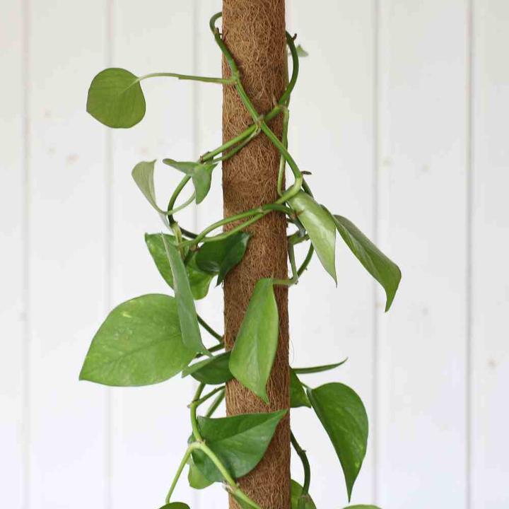 Produktbild Siena Garden Rankstab (5 cm, 5 cm)