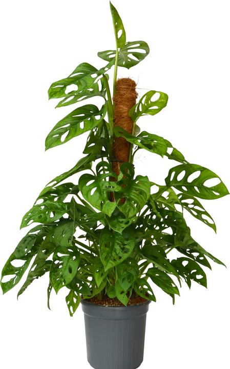 Actual product image Plant in a Box Monstera Monkey Mask - Monkey mask plant on a stick (60 cm)