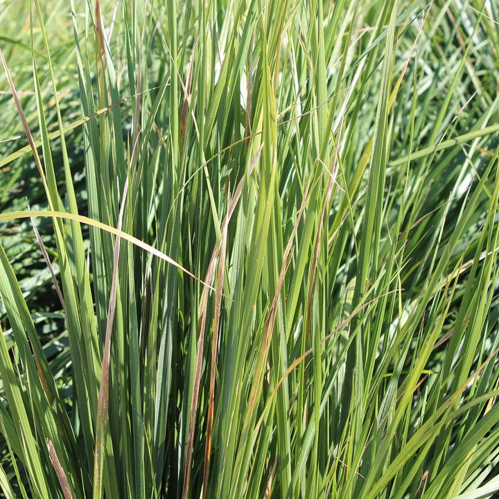 Produktbild Zulauf Calamagrostis ac.(x) 'Karl Foerster' / Reitgras 'Karl Foerster' (30 cm)