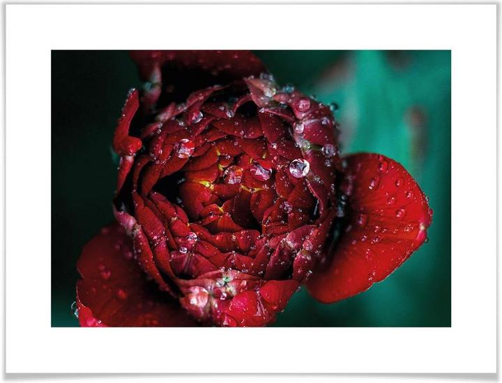 Immagine prodotto Trenddeko Peonia dopo la pioggia (30 x 24 cm)