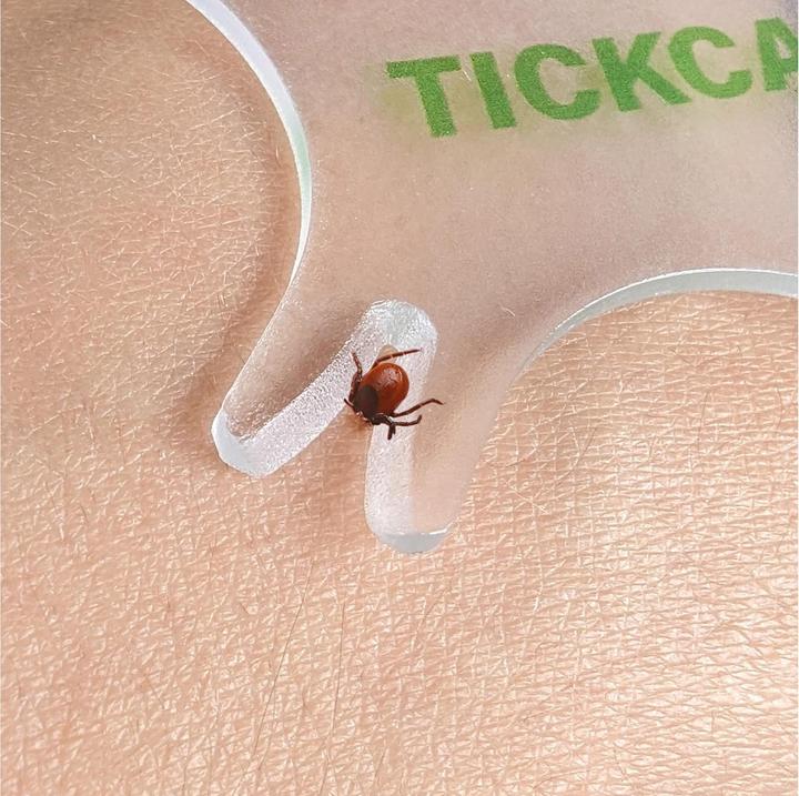 Actual product image Quick Aid Tick card with magnifying glass